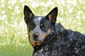 Black And White Blue Heeler Dogs My Amazing Blue Heeler Austrailian Cattle Dog Heeler Red Heeler