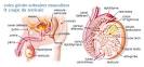 Testicule