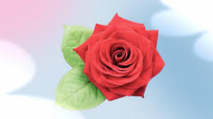 Image result for Rosa