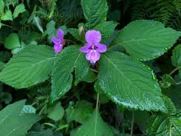 Image result for Impatiens sylvicola