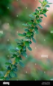 Image result for Maerua nervosa