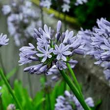 Image result for Agapanthus africanus