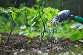 Fruits can be harvested while the plant is still flowering at the top. Watering Tomato Plants Thriftyfun