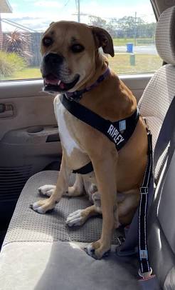 The Importance of a Dog Car Harness – Dog Friendly Co. AU