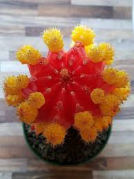 Fertile soil, repotting regularly as it grows, sunny side with constant direct rays and plenty of water, it can live very long. Pin On Id Your Succulent Cactus