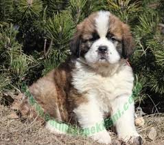 saint bernard beethoven yavru ilani 05412625853