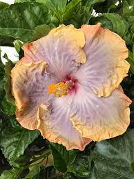 Image result for Hibiscus kirkii