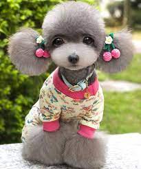 Pin By Smiles On Haircuts Dogs Cute Dogs Cute Baby Animals Cute Animals