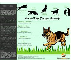 Fun Facts About German Shepherds German Shepherd Dogs