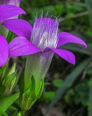 Image result for Schinziella tetragona