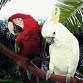 Happy Birds
