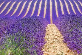 Få förslag på nya vandringsleder och ha möjligheten att träffa andra att vandra. Bilder Provence Frankrike Natur Falt Lavendlar