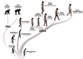 Entelognathus le petit poisson anc tre de l homme 26 09 2013. Le Singe Descend De L Homme Philosophie Magazine Hominides