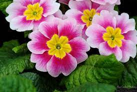 Primrose Flower Tattoo Feb Flowers Primula Flower Farm