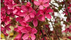 Dwarf flowering trees to plant in small spaces. Flowering Trees For Zone 5 Idioticfashion