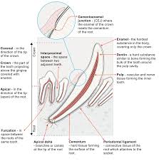 Image result for Tooth Anatomy