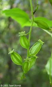 Image result for Polystachya villosa