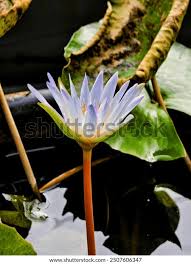 Image result for Nymphaea maculata