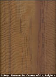 Image result for Tessmannia