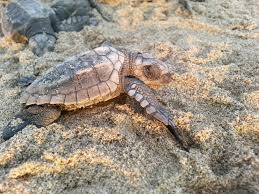 Eco Tours Baby Sea Turtle Release From Zihuatanejo Zihuatanejo Ixtapa Project Expedition