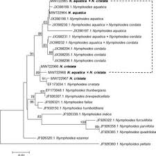 Image result for Nymphoides brevipedicellata