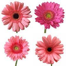 Gerbera daisy blumen kommen in vielen farben. Pink Gerber Daisy Bulk Flowers Fiftyflowers