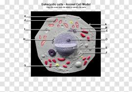 Check spelling or type a new query. Plant Cell Eukaryote Cel Lula Animal Anatomy Human Transparent Png