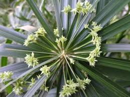 Image result for Priva flabelliformis