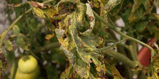 Image result for Septoria leaf spot of tomato