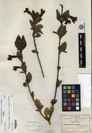 Image result for Anticharis senegalensis