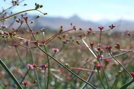 Image result for Eriosema erici-rosenii