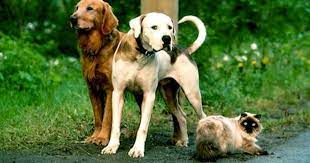 Did you know that the registered name of one of the.directed by duwayne dunham, it was released on february 3, 1993.every animal that comes to our shelter stays with us until they are adopted. Famous Dogs Rip Cbs News