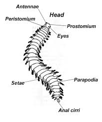 Image result for Polychaeta spp.