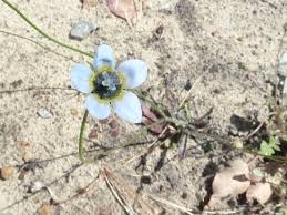 Image result for Wahlenbergia hookeri