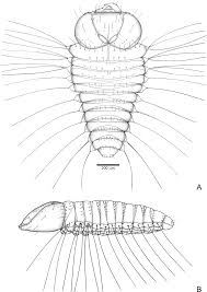Jumpstart your halloween with our 10 free coloring pages for kids and adults. Curculio Curculis Lupus Biology Behavior And Morphology Of Immatures Of The Cannibal Weevil Anchylorhynchus Eriospathae G G Bondar 1943 Peerj