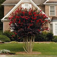 Check spelling or type a new query. Black Diamond Crape Myrtle Trees For Sale Fastgrowingtrees Com