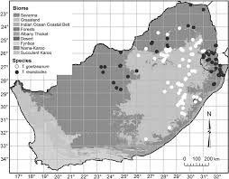 Image result for Thesium goetzeanum