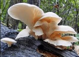 Berdasarkan uraiandi atas merupakan cara memperoleh makan, fungi memiliki sifat sebagai. Pengertian Jamur Faktor Ciri Struktur Habitat Contoh