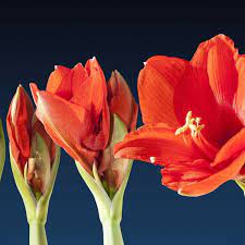 Age = 16 ans ( voui, je sais, je suis trop jeune pour écrire et pour lire ce genre de choses mais après tout, vous pourrez rien yfaire ! Nos Astuces Pour Faire Refleurir Une Amaryllis A Tous Les Coups Femme Actuelle Le Mag