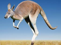 Meaning of kangaroo in english. How Many Legs Does A Kangaroo Have Discover Wildlife