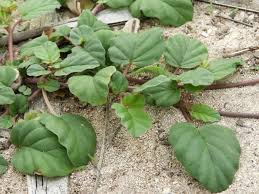 Image result for Boerhavia diffusa