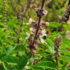 Image result for Ocimum americanum