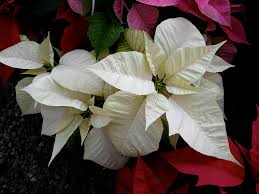 I live in upper east tn. The Not So Deadly Poinsettia Finegardening