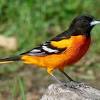If you are looking for a bright orange bird feeder, then jcs feeder can be a good option. 1