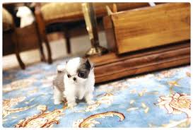 Mom is 6.2 lbs mini shihtzu and dad is 10.5 lbs standard shihtzu. Teacup Shih Tzu For Sale Get The Best Discount Now