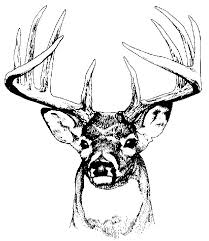 Black And White Deer Head Drawing Pix For Whitetail Buck Clipart Deer Head Tattoo Deer Skull Tattoos Deer Tattoo Designs