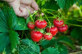 Many gardeners space their berries out in rows, and separate those rows by at least 3 ft (0.91 m). How To Grow Strawberries From Seed