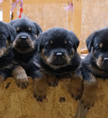 Das tier kann dann, für sie als halter und für. Aktuelle Rottweilerwelpen Mit Papieren Vom Krummen Acker