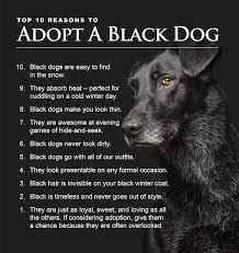 A pet scan stands for positron emission tomography, according to medicalnewstoday. Saving Great Animals Dog Rescue Have A Black Dog Do Share A Pic Of Your Glorious Creature Did You Know Black Dogs And Cats Are The Least Adopted Color Blackdogsrule