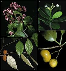 Image result for Malouetia mildbraedii